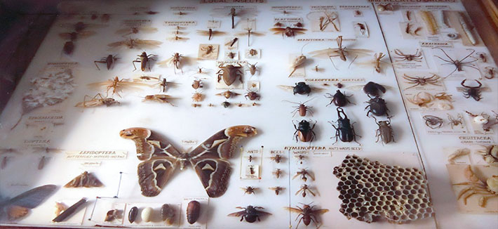 Annapurna Butterfly Museum