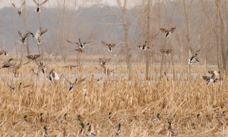 Missouri Duck Hunting Trip